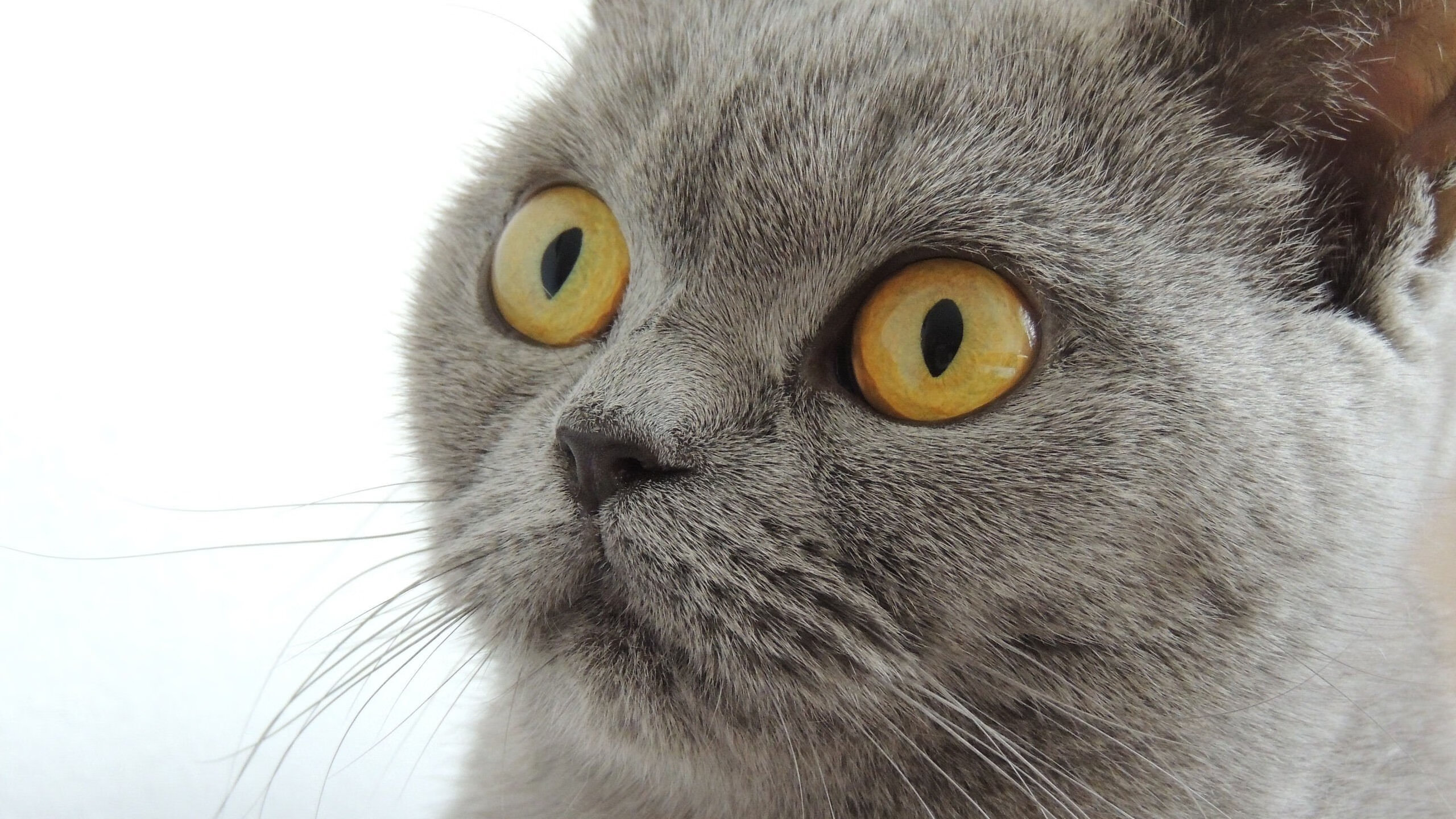 九游9游-“攻守转换瞬间，战术布局缜密，比赛充满策略与智慧”，攻守战术分别包括