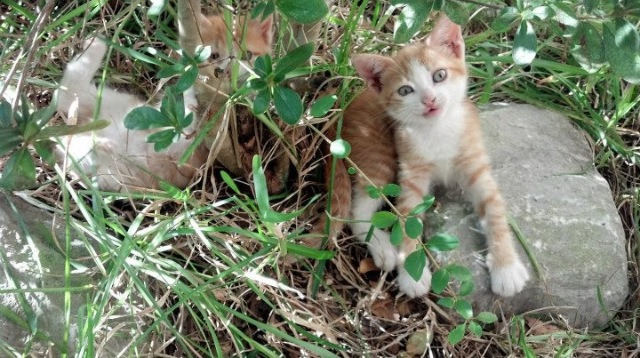 九游APP官网-电竞资产数字化：NFT与虚拟商品成为新宠，电竞数据