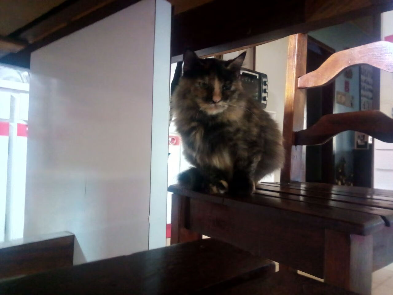 九游官网下载电脑版-塞内加尔马术协会授予阿卜杜·巴“年度最佳障碍赛骑手”称号。