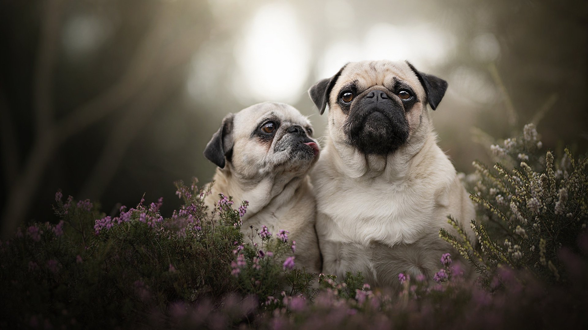 九游网游官网-未来发展蓝图：澳大利亚队如何从本土赛场走向世界舞台，澳大利亚队首发