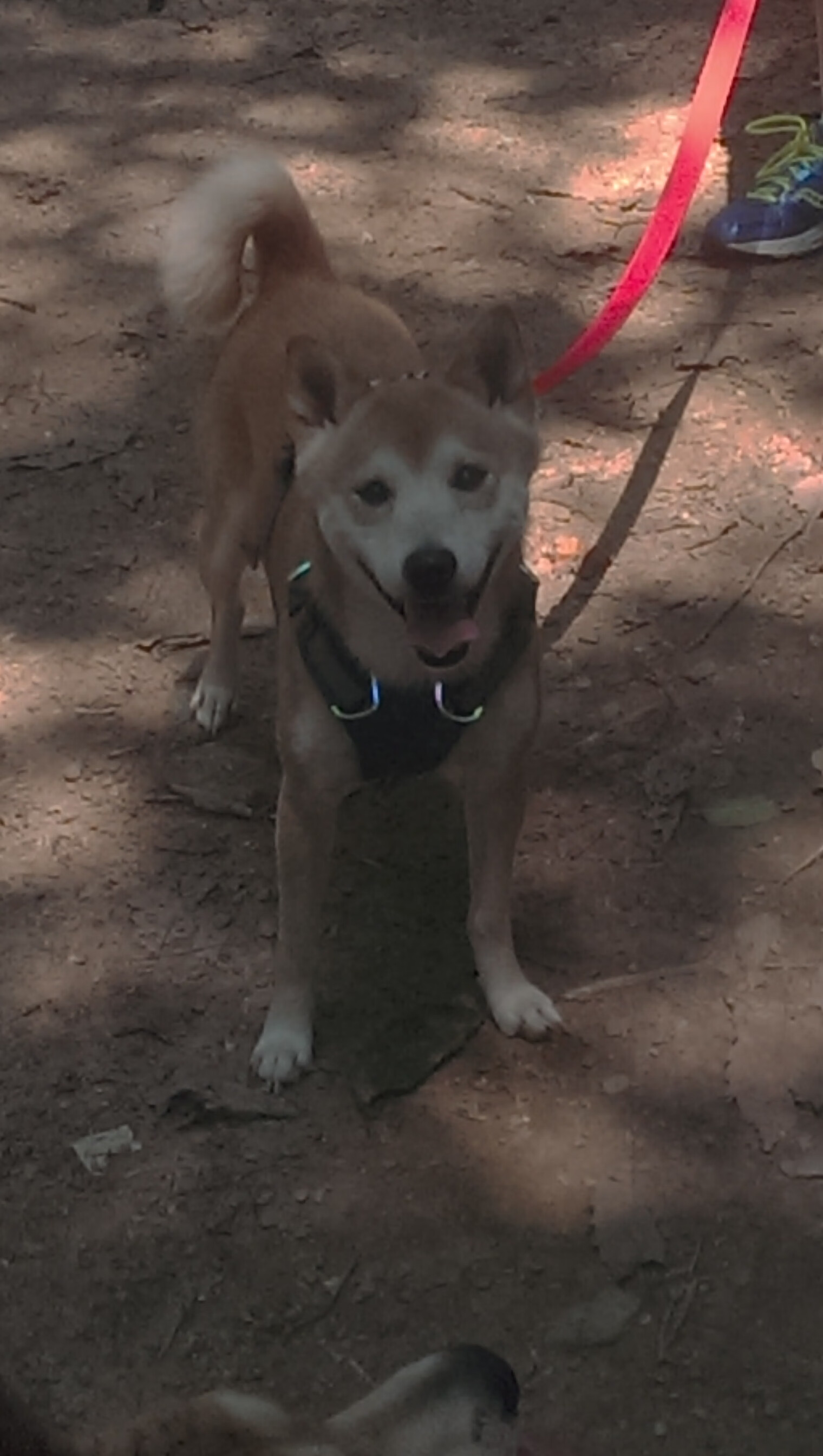 Jiuyou-体育饮食指导课程进入专业训练体系，体育健康饮食