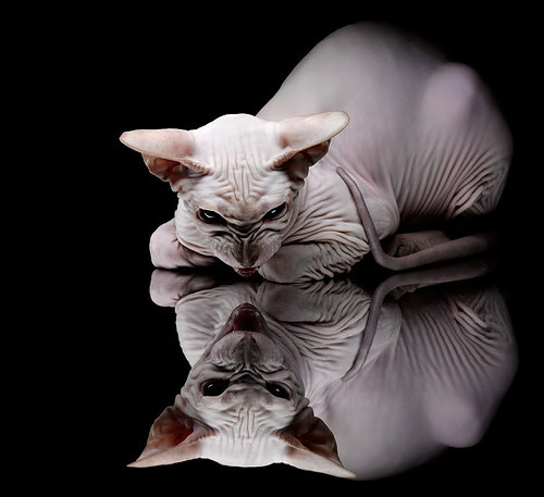 英超联赛的智能场馆技术投入,英超集中比赛场地